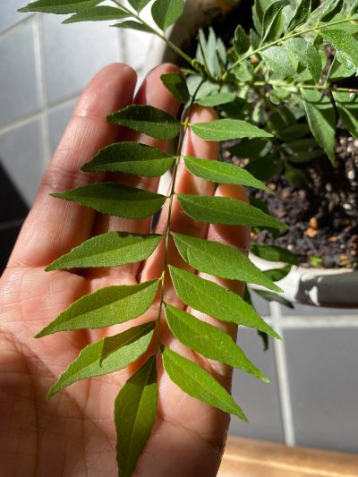 Susieの特製curry susie